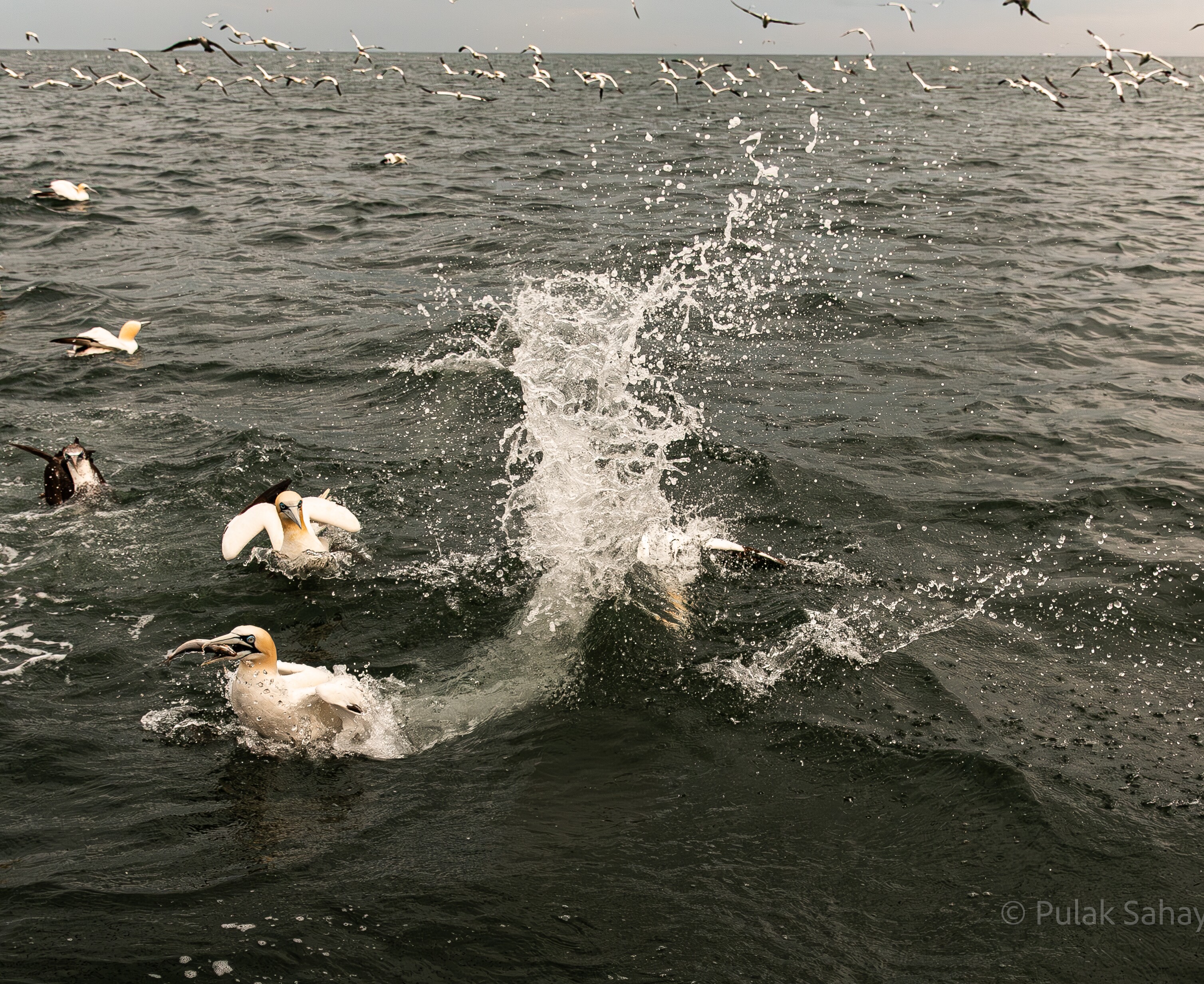 Gannet